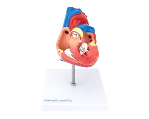 Life-size heart model