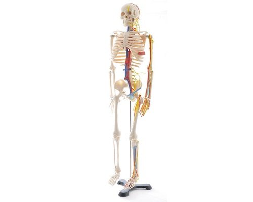Mini skeleton model with veins and nerves