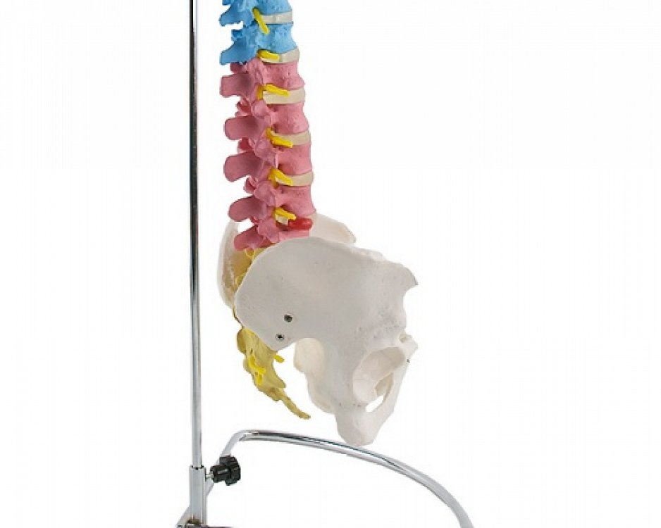 Training Spinal Column Manikin
