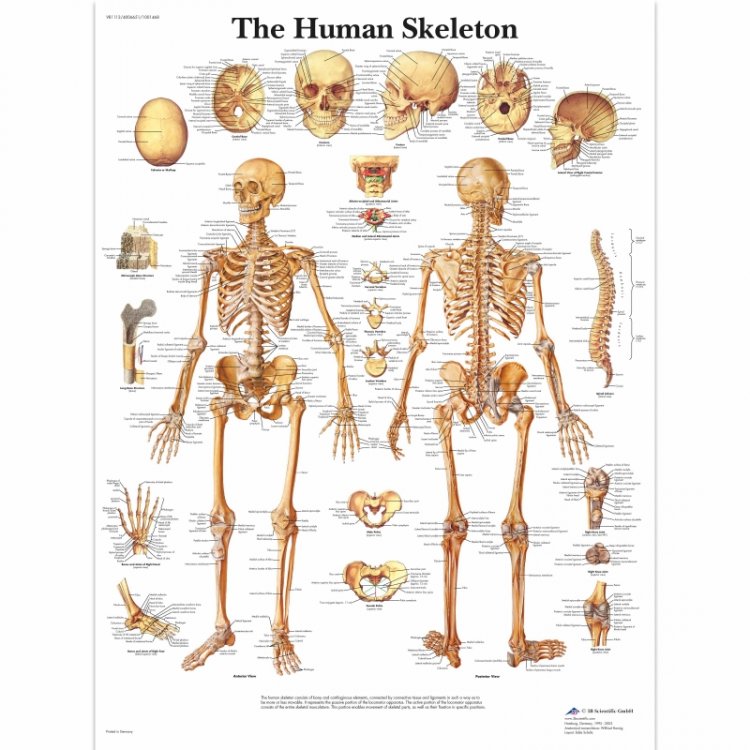 Αφίσα ανθρώπινου σκελετού