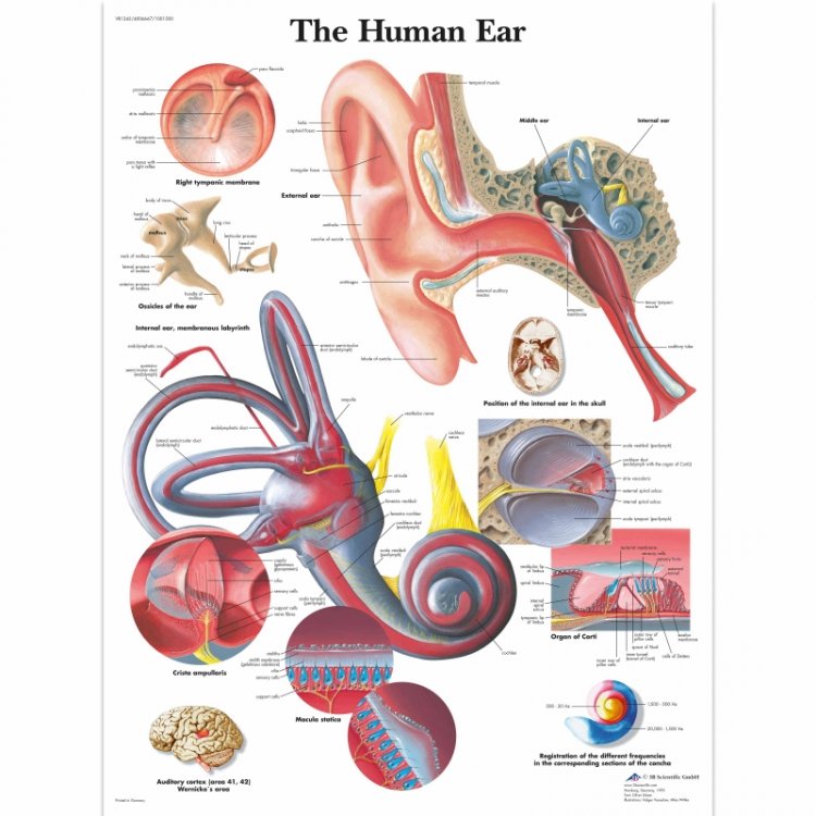 Human Ear Poster