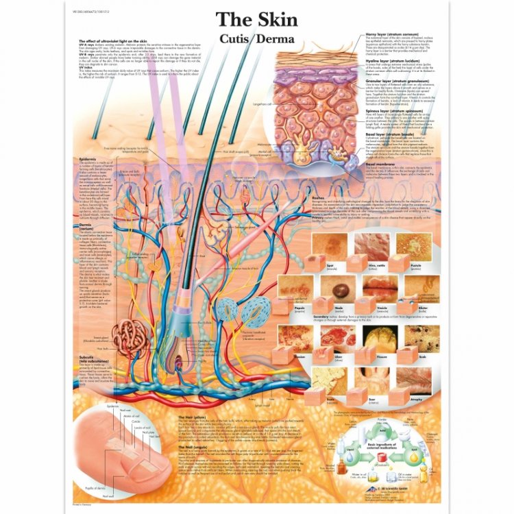 Αφίσα ανατομίας δέρματος