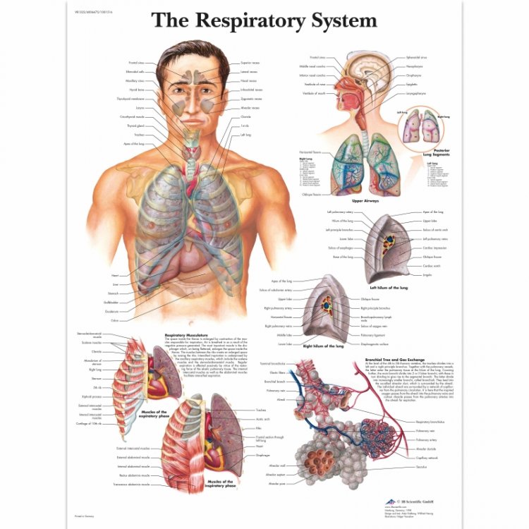 Αφίσα αναπνευστικού συστήματος