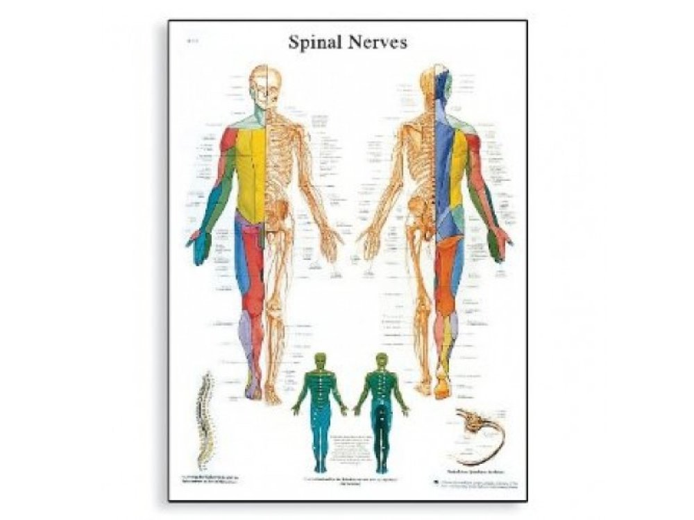 Αφίσα νευρικού συστήματος