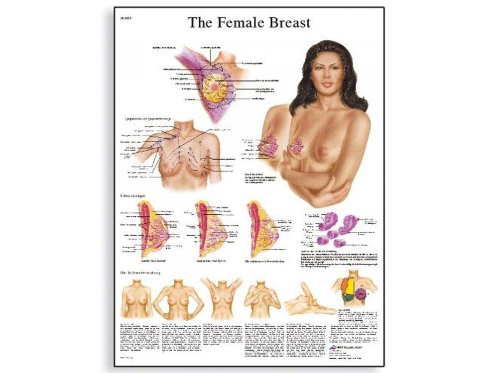 Female breast anatomy poster