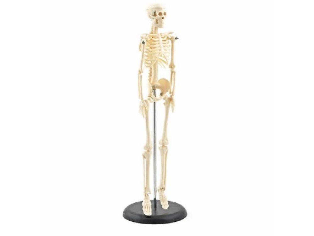 Πρόπλασμα mini σκελετού