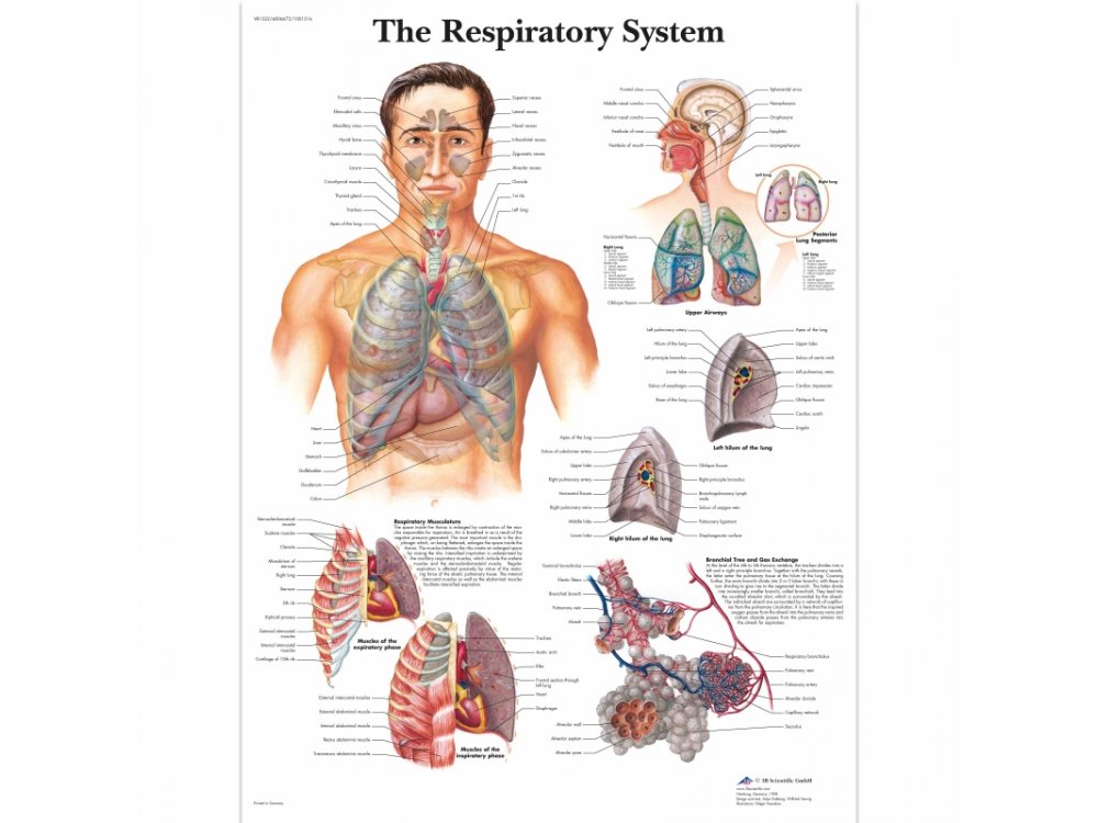 Αφίσα αναπνευστικού συστήματος