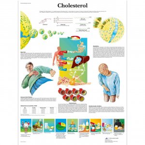 Αφίσα χοληστερόλης