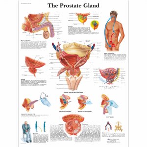 Prostate gland poster