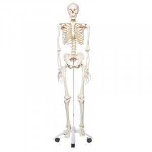 Σκελετός ανθρώπινος κλασικός
