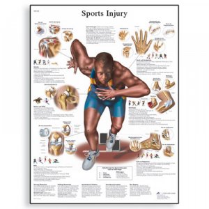 Human muscles poster