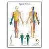 Spinal Nerve Anatomy Poster