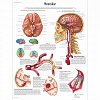 Brain Anatomy