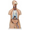 Vital Organs Model