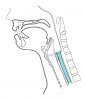 Σωλήνας Bypass Salivary