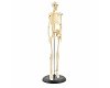 Mini Human Training Skeleton 42Cm