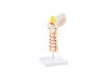 Training Cervical Spin Manikin Heine