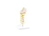 Training Cervical Spin Manikin Heine
