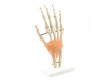 Hand Training Manikin Medical