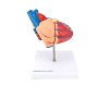 Training Heart Model