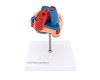 Training Heart Model