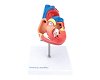 Training Heart Model