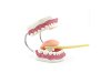 Dental Care Educational Manikin With Toothbrush