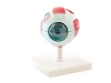 Training Eye Mannequin Heine