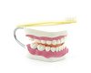 Dental Care Educational Manikin With Toothbrush
