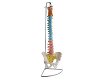 Training Spinal Column Manikin