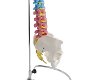 Training Spinal Column Manikin