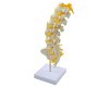 Training Spinal Column Model
