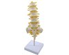 Training Spinal Column Model