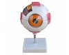 Training Eye Mannequin Xc-316A