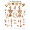 Human Skeleton Poster